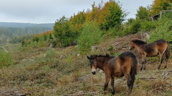 Zwei Exmoor-Ponys